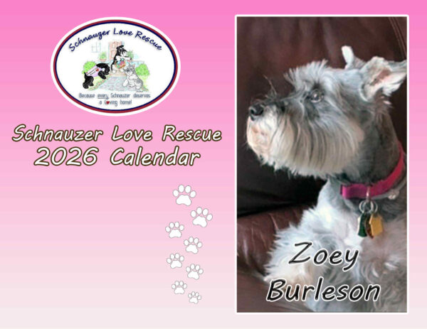 2026 Schnauzer Love Rescue Calendars