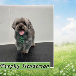 2027 Schnauzer Love Rescue Calendars - Image 4